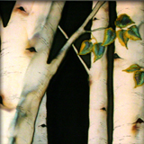 birch forest