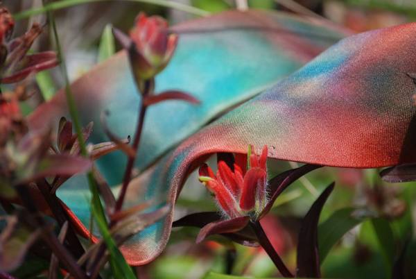 indian paintbrush