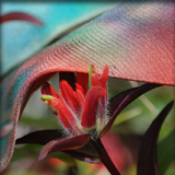 indian paintbrush