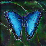 morpho peleides